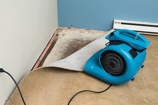Best Mold removal after water damage  in Pewee Valley, KY